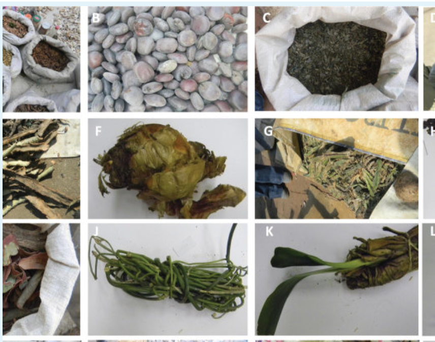 Where Can l Get Korobela Muthi