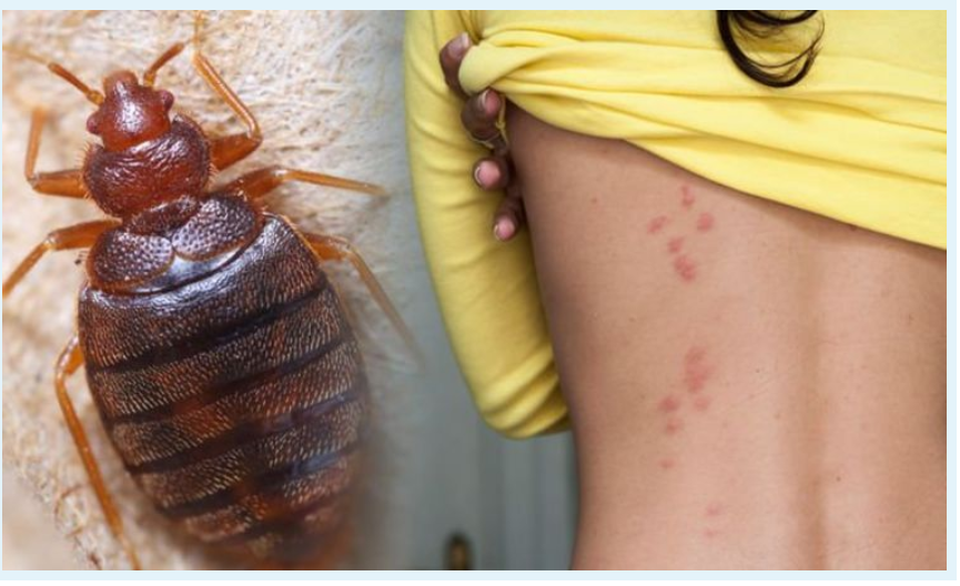 lsiwasho Sokususa lsilwane