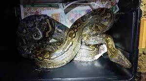 Ukuthwala Ngenyoka Yemali