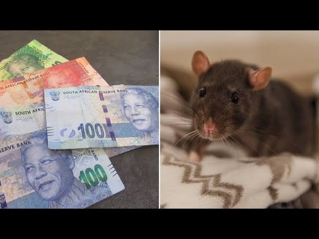 Ukuthwala With Rats