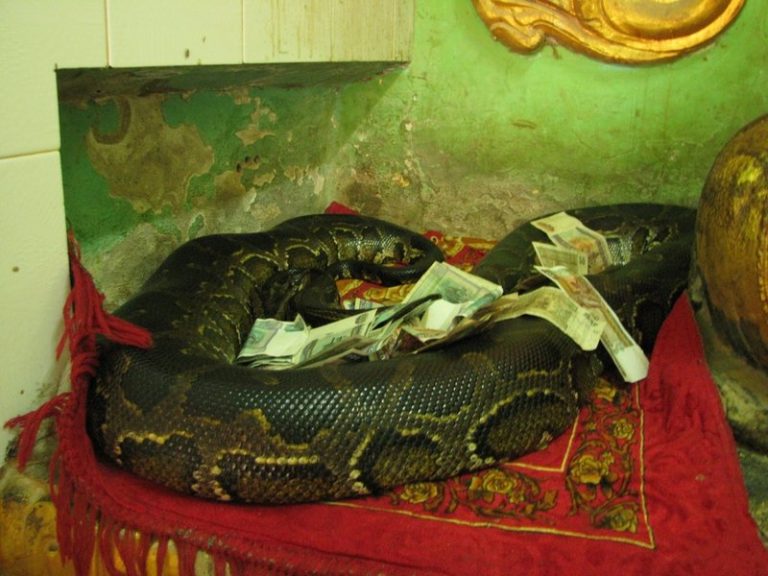 Ukuthwala With Snake