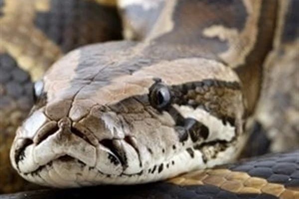 What is ukuthwala in English