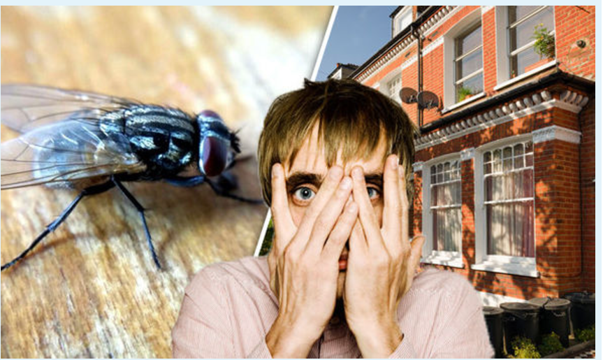 lsiwasho Sokulahla lsilwane